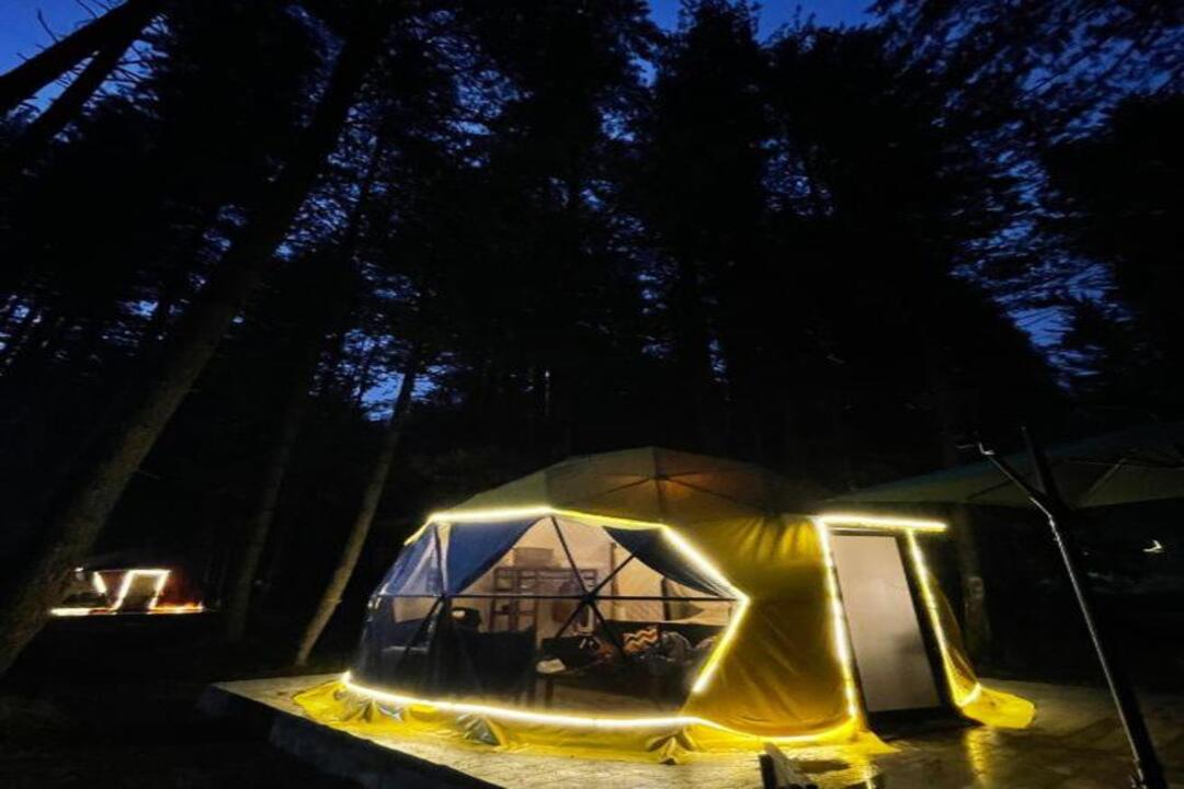Jungle Suites