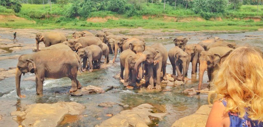 Day 06 : Sri Lanka the Elephant Paradise